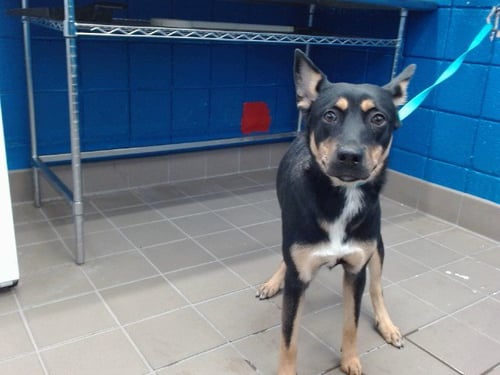 GRANITE - Australian Cattle Dog/Blue Heeler available for adoption