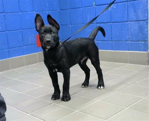 LITTLE BABY - German Shepherd Dog available for adoption