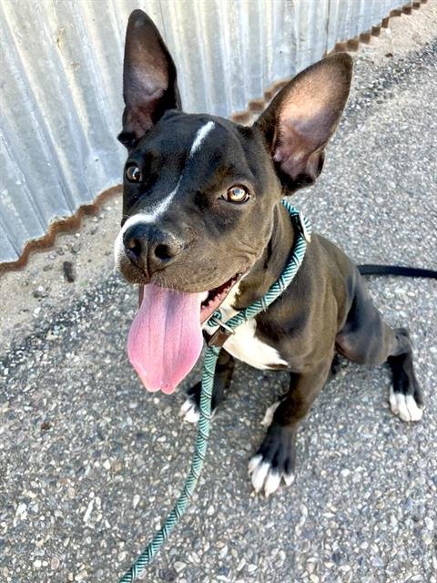 STEVIE - Pit Bull Terrier available for adoption