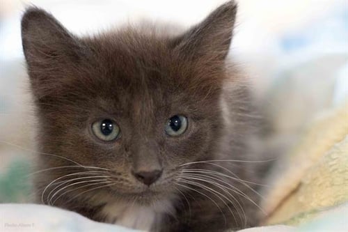 KINGDOM - Domestic Long Hair available for adoption