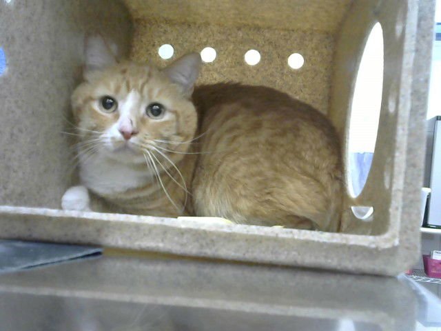 POOH BEAR - Domestic Short Hair available for adoption