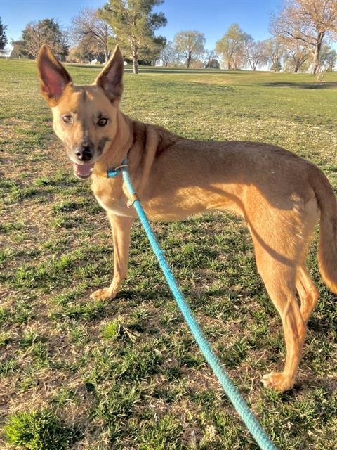 ZWEI - Australian Cattle Dog/Blue Heeler / German Shepherd Dog available for adoption