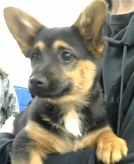 SPONGEBOB - Cardigan Welsh Corgi available for adoption