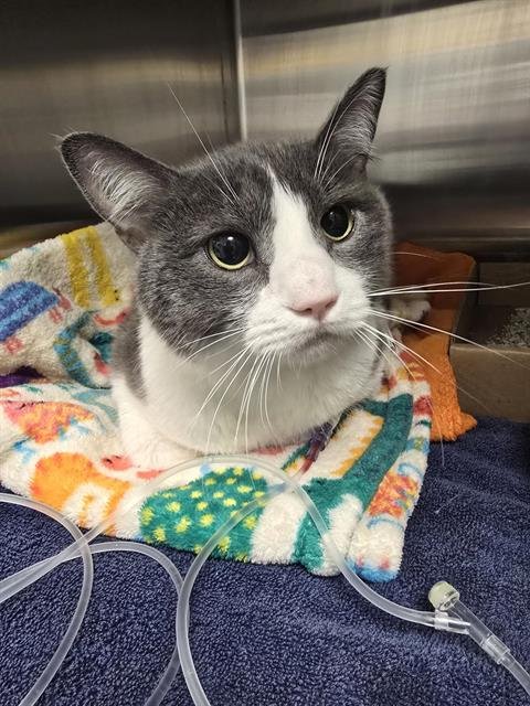 BENDER - Domestic Short Hair available for adoption