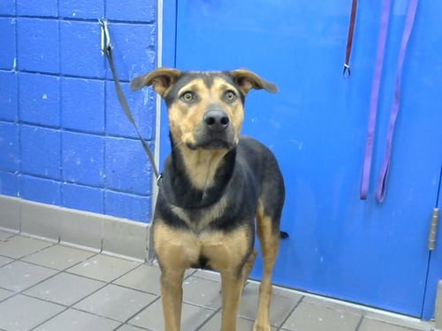 SABBY - German Shepherd Dog available for adoption