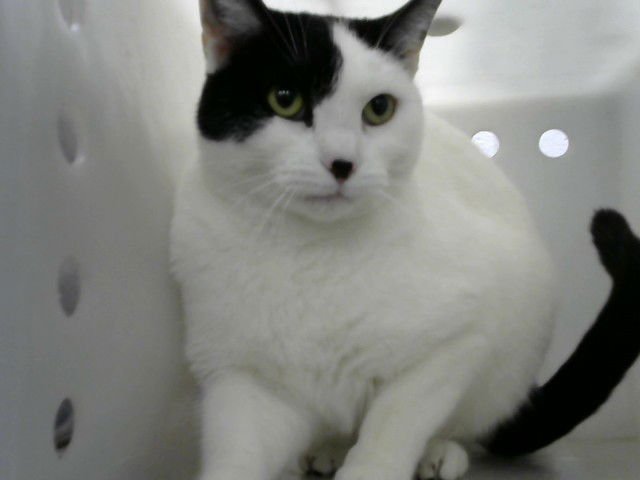 BOO - Domestic Short Hair available for adoption