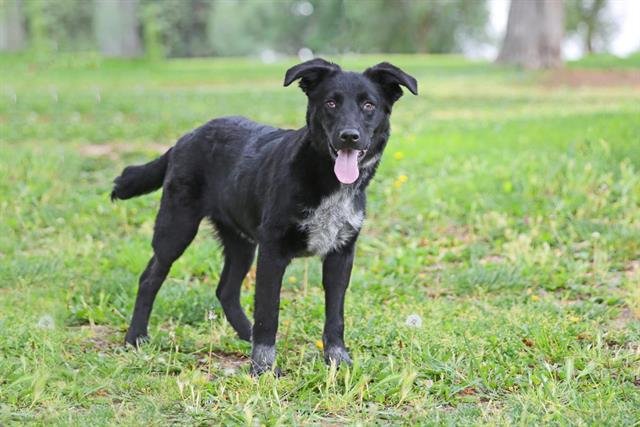 MARCO - Labrador Retriever available for adoption