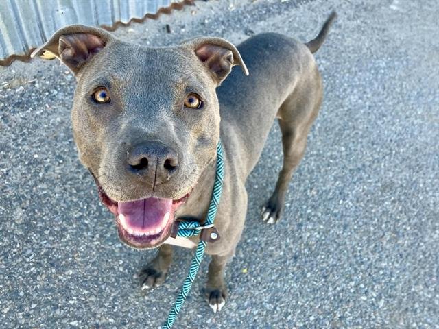 BELLATRIX - American Pit Bull Terrier available for adoption