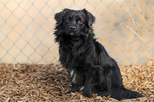 ROCKET - Chihuahua available for adoption