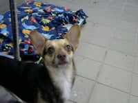 DOOBY - Photo 1