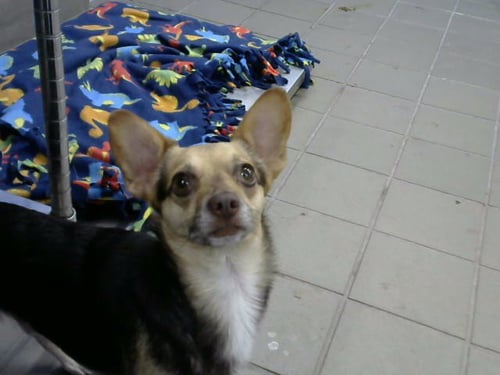 DOOBY - Chihuahua available for adoption