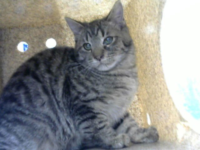 CRISPY - Domestic Short Hair available for adoption