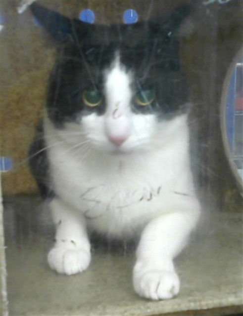 SOLO - Domestic Short Hair available for adoption