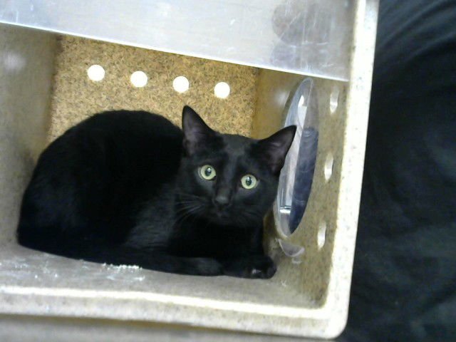 BINGO - Domestic Short Hair available for adoption