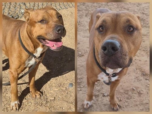 JONAH - Labrador Retriever / American Pit Bull Terrier available for adoption