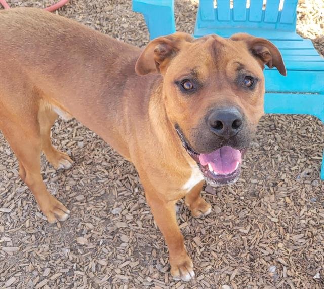 RUMMY - Rhodesian Ridgeback available for adoption
