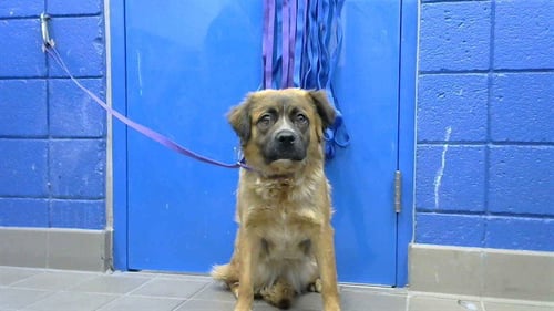 RUKE - Australian Shepherd / Golden Retriever available for adoption