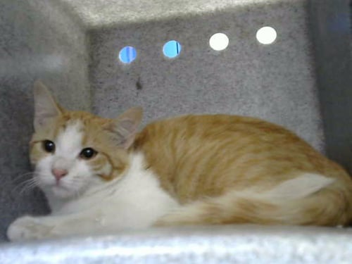 MON AMI - Domestic Short Hair available for adoption