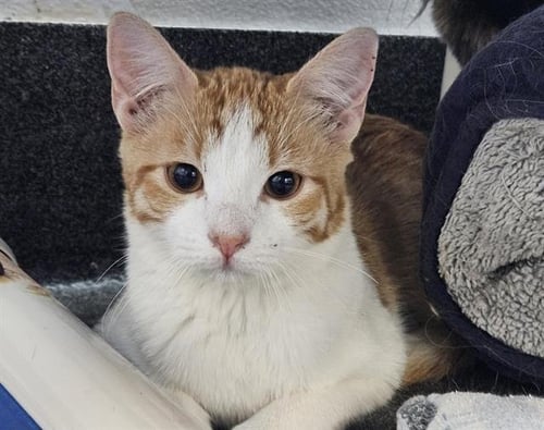 MON AMI - Domestic Short Hair available for adoption