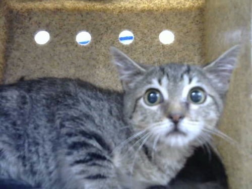 BECCA - Domestic Short Hair available for adoption