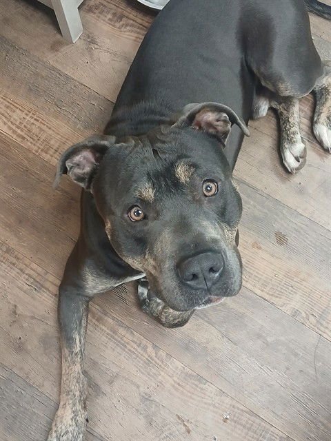 ZION - American Pit Bull Terrier available for adoption