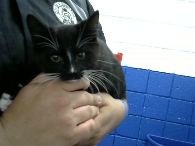 RINGO - Domestic Short Hair available for adoption