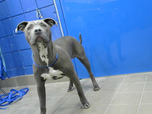 BLUE - American Pit Bull Terrier available for adoption