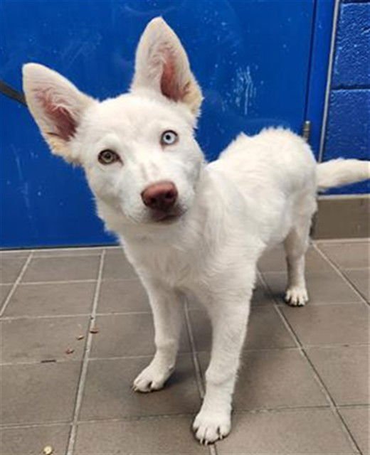 ASIMA - Husky available for adoption