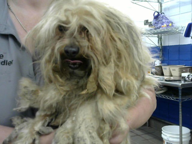 CHUCK - Poodle (Miniature) available for adoption