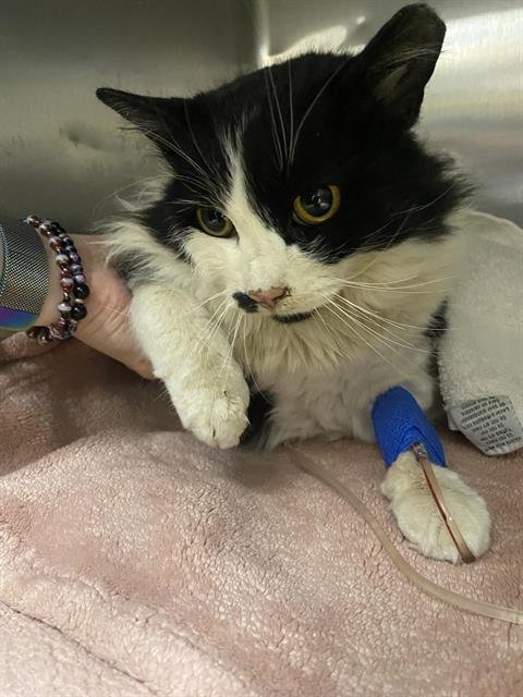 SIR CHUNKS - Domestic Long Hair available for adoption