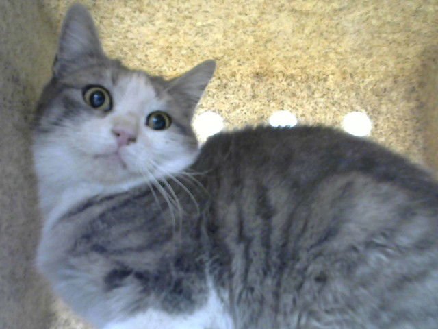 DUCKIE - Domestic Short Hair for adoption in Albuquerque