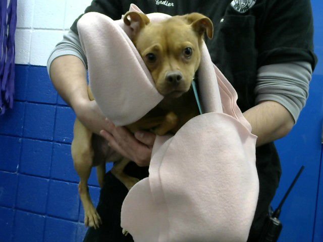 ZEN - Pug / Chihuahua available for adoption