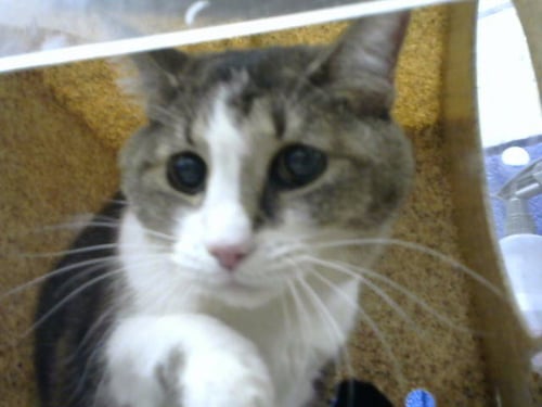 ANGELA - Domestic Medium Hair available for adoption