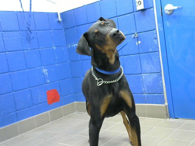 WARICK - Doberman Pinscher available for adoption