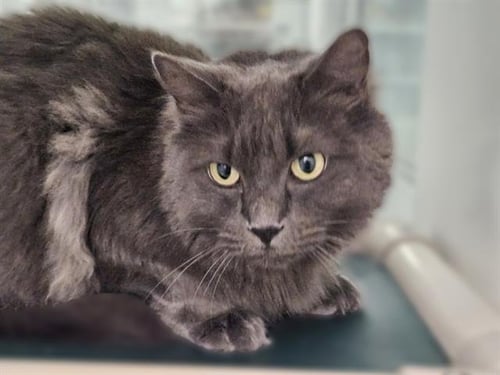 MISTY - Domestic Long Hair for adoption in Albuquerque