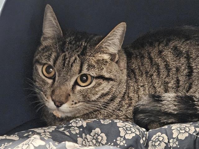 TULIP - Domestic Short Hair available for adoption