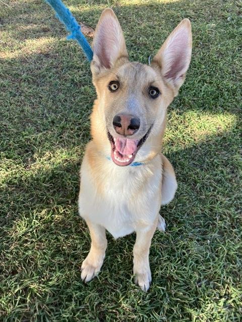 POGO - German Shepherd Dog available for adoption