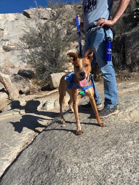 ZIPPER - Australian Cattle Dog/Blue Heeler available for adoption