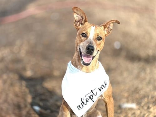 ZIPPER - Australian Cattle Dog/Blue Heeler available for adoption