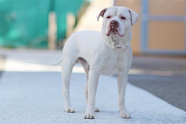 SNOW FLAKE - American Pit Bull Terrier available for adoption