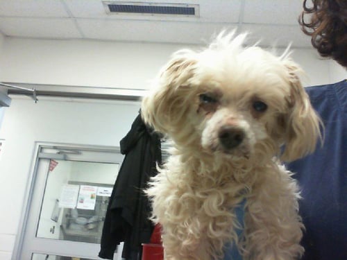 HONEY - Poodle (Miniature) available for adoption