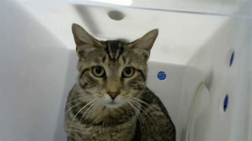 MARKET - Domestic Short Hair available for adoption