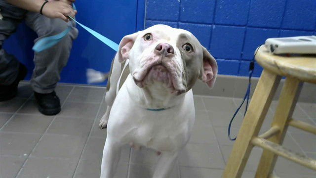 SUGA - Pit Bull Terrier available for adoption