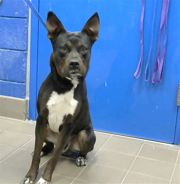 CANE - Rottweiler available for adoption