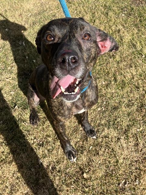 KOY - Pit Bull Terrier available for adoption