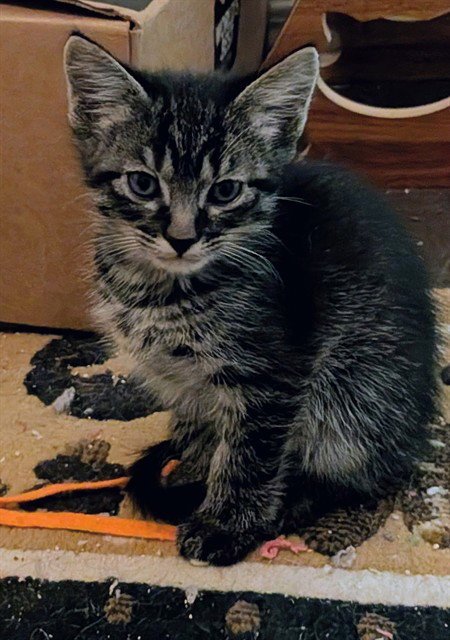 CLOUD - Domestic Short Hair available for adoption