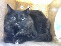 LULU - Photo 1