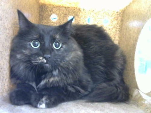 LULU - Domestic Medium Hair for adoption in Albuquerque