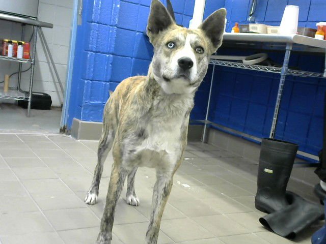 CLARENCE - Husky / Catahoula Leopard Dog available for adoption