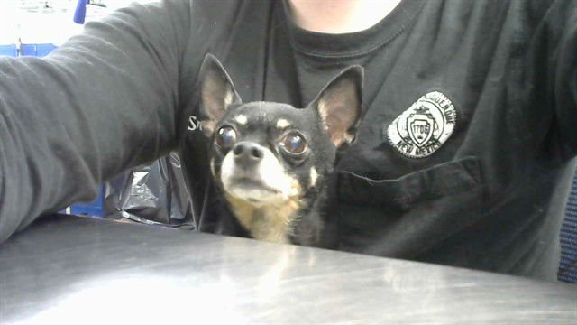 GROVER - Chihuahua available for adoption